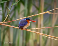 AFRICAN PYGMY-KINGFISHER